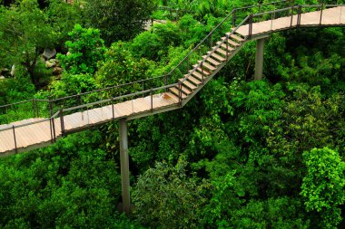 Tropikal vahşi doğada yürüyüş yolları.