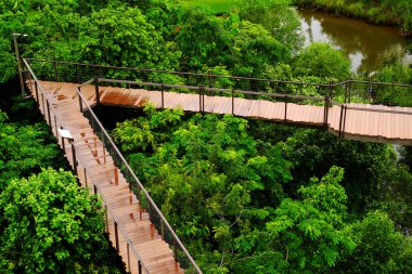 Tropikal vahşi doğada yürüyüş yolları.