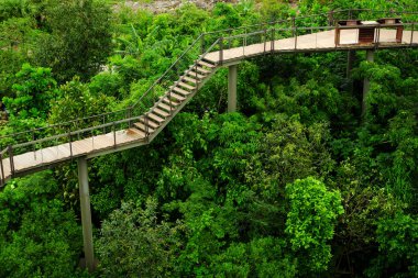 Tropikal vahşi doğada yürüyüş yolları.