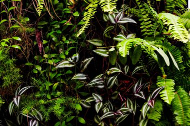 Ivy arka planı için