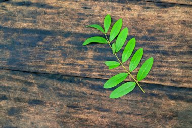 Yeşil yaprak ahşap zemin üzerinde