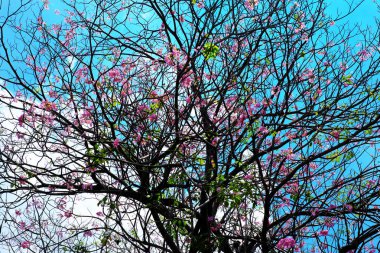 Pembe trompet ağaç güzel