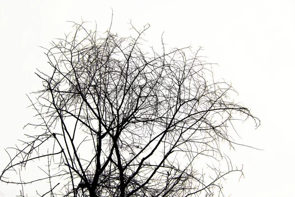 白の背景にシルエットの木の枝 — ストック写真