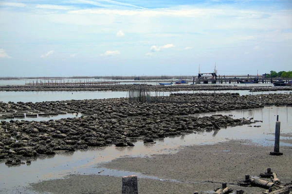 Naturliga Oyster Gårdar Vid Havet Östra Thailand — Stockfoto