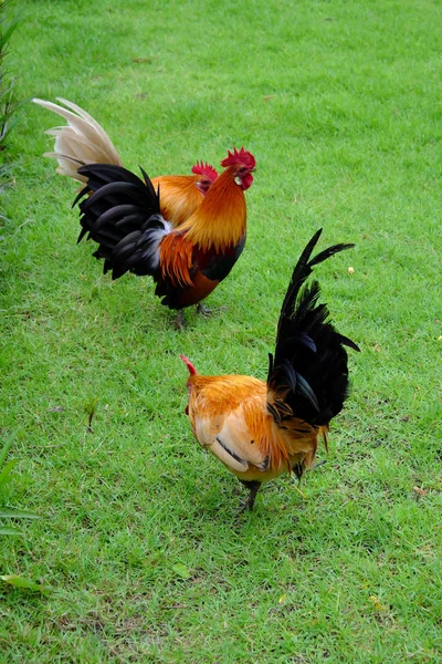 Hermoso Pollo Hierba — Foto de Stock