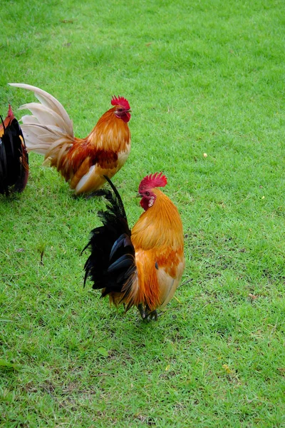 Schönes Huhn Auf Gras — Stockfoto