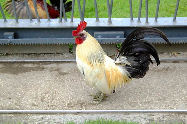Прекрасная Курица Траве — стоковое фото