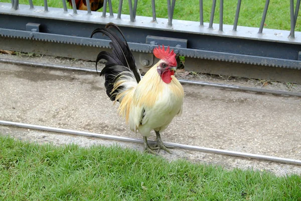 Mooie Kip Gras — Stockfoto