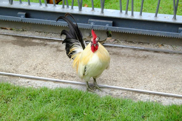 Прекрасная Курица Траве — стоковое фото