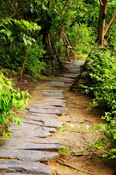 熱帯林の中を歩く石 — ストック写真