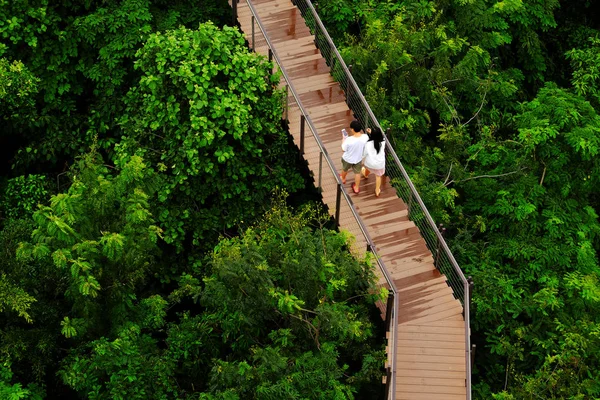 Tropikal vahşi doğada yürüyüş yolları.