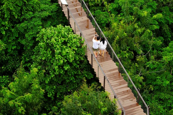 Caminhos Pedestres Natureza Nos Trópicos — Fotografia de Stock