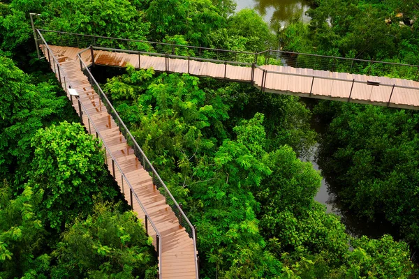 Senderos Para Caminar Naturaleza Los Trópicos — Foto de Stock