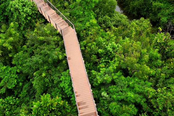 Walking Paths Wild Tropics — Stock Photo, Image
