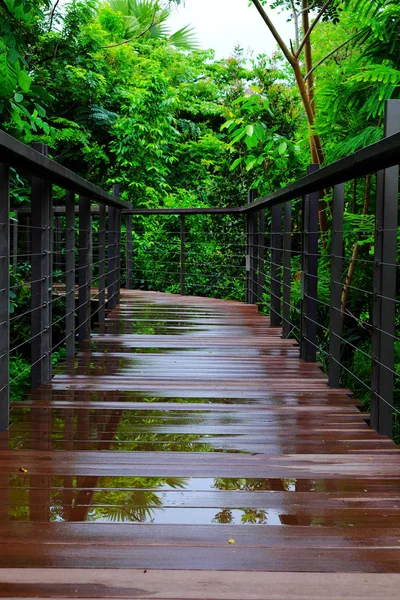 Caminhos Pedestres Natureza Nos Trópicos — Fotografia de Stock