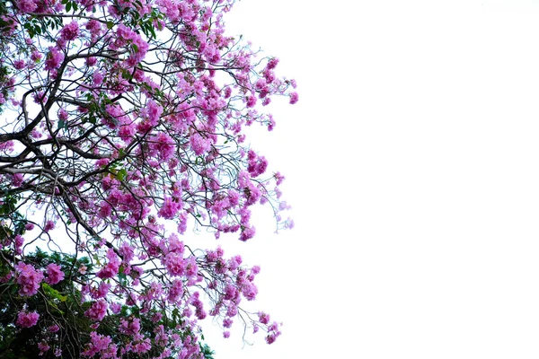 Pink Trumpet Tree Beautiful — Stock Photo, Image