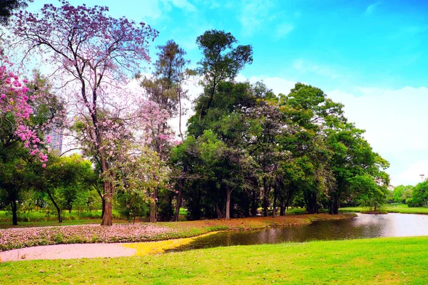 The nature of the city park