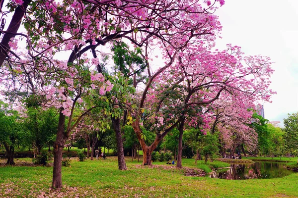 The nature of the city park