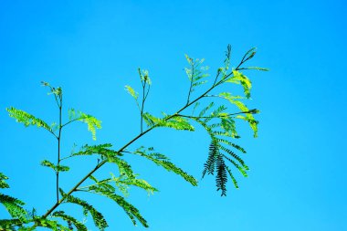 Gökyüzüne karşı yeşil yapraklar