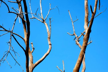 Gökyüzüne karşı kurumuş dallar