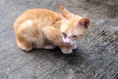 Sokakta yaşayan yavru kedi