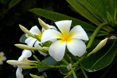 Plumeria çiçek arka planı için