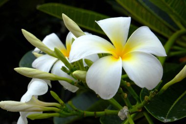 Plumeria çiçek arka planı için