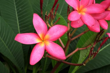 3D insansı karakter bir büyüteç cam.