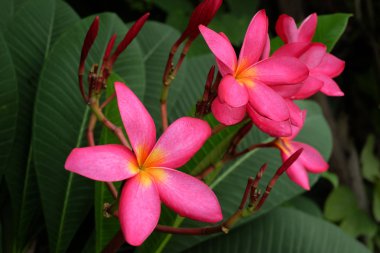 3D insansı karakter bir büyüteç cam.