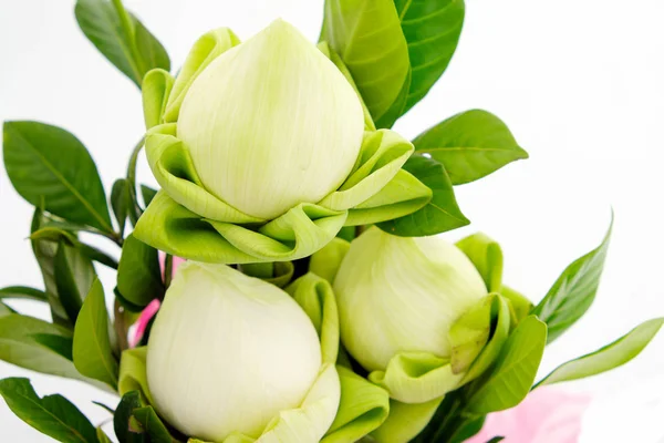 Green Lotus Used Decoration — Stock Photo, Image