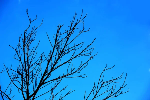 Dry Branches Sky — Stock Photo, Image