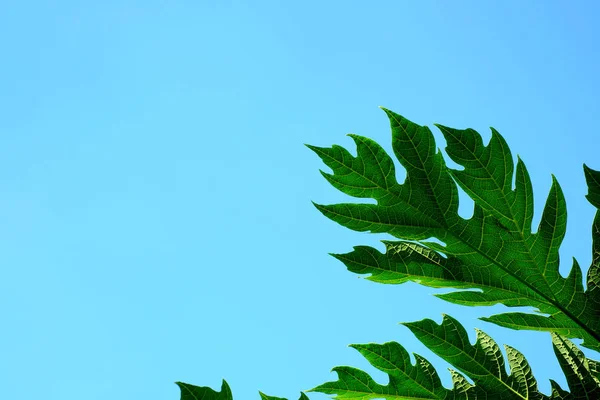 Hojas Verdes Contra Cielo — Foto de Stock