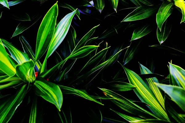 Close Zicht Groene Bladeren — Stockfoto