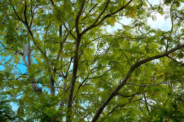 Groene Boom Hemel Achtergrond — Stockfoto