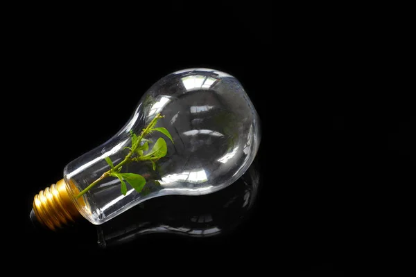 Green Plant Growing Light Bulb Concept Ecology — Stock Photo, Image