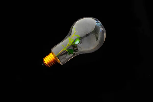 Green Plant Growing Light Bulb Concept Ecology — Stock Photo, Image