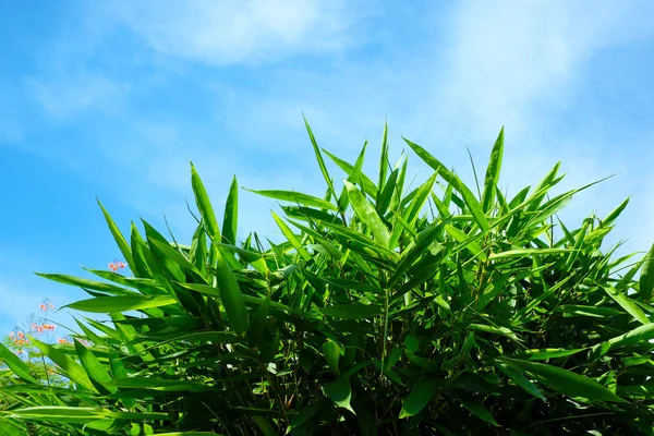 Зелений Бамбуковий Лист Блакитному Небі — стокове фото