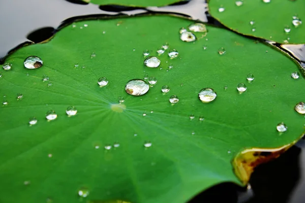 Druppels Water Een Lotus Blad — Stockfoto