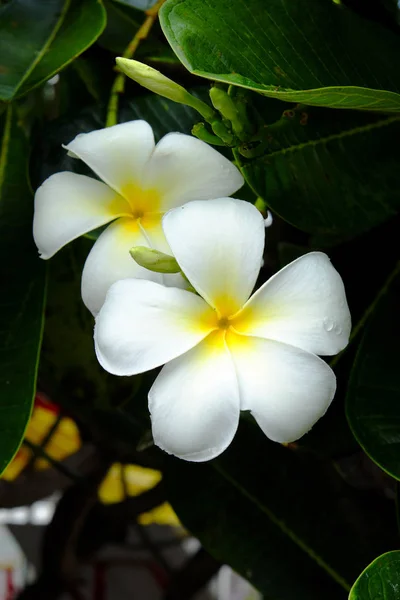 Plumeria Fiori Sfondo — Foto Stock