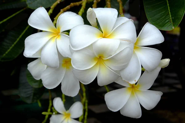 Plumeria Çiçek Arka Planı Için — Stok fotoğraf