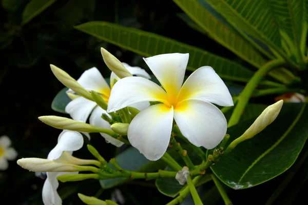 Plumeria Çiçek Arka Planı Için — Stok fotoğraf