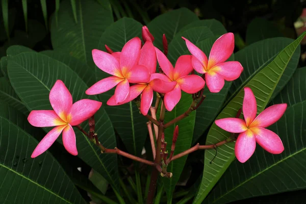 Fiore Frangipani Fiore Leelawadee Sull Albero — Foto Stock