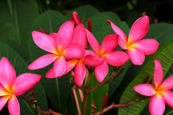 Frangipani Blume Oder Leelawadee Blume Auf Dem Baum — Stockfoto