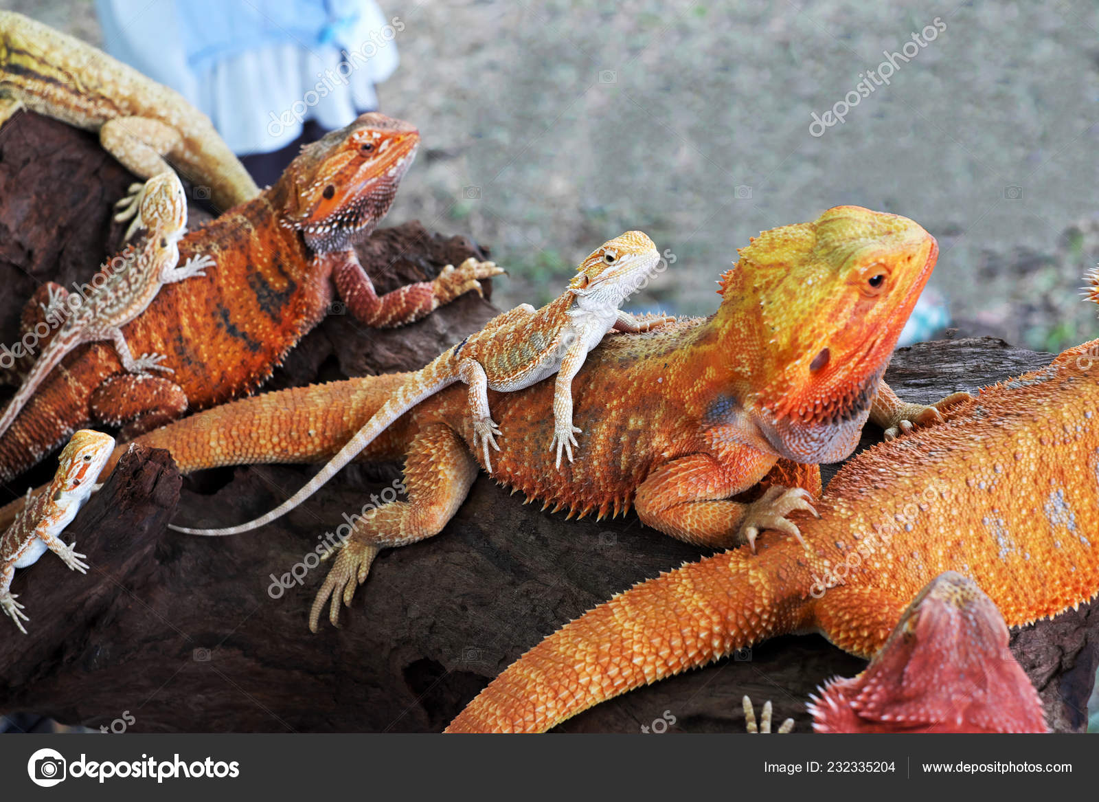 cute bearded dragons