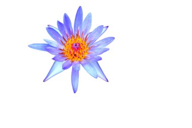 Beyaz arka plan üzerinde mor lotus