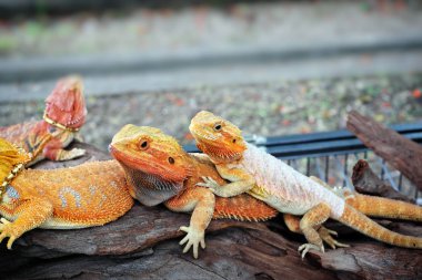 Şirin sakallı ejderha görünümü kapatın