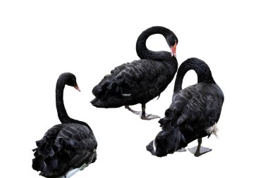 Beyaz arkaplanda siyah kuğu