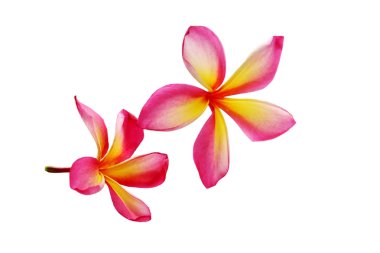 Frangipani, pumeria, frangipanni, beyaz zemin üzerine izole