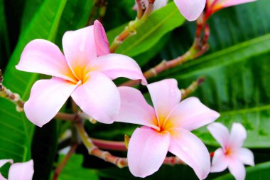 3D insansı karakter bir büyüteç cam.