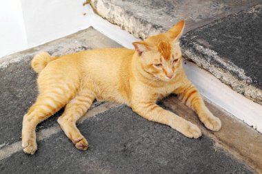 Akdeniz Caddesi üzerinde dinlenme turuncu kedi